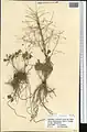 Thalictrum isopyroides • برگ سدابی کوهی