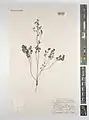 Thalictrum isopyroides • برگ سدابی کوهی