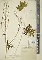 Delphinium penicillatum • زبانپسقفای جنوبی