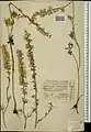 Delphinium macropogon • زبان‌پس‌قفای پرچم‌درشت