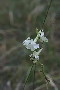Delphinium macropogon • زبان‌پس‌قفای پرچم‌درشت