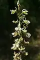 Delphinium macropogon • زبان‌پس‌قفای پرچم‌درشت