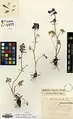 Delphinium ilgazense • زبانپسقفای مغانی