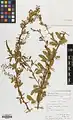 Berberis khorasanica • زرشک خراسانی