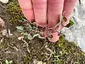 Bongardia chrysogonum • علف کبکی