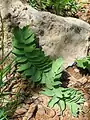Bongardia chrysogonum • علف کبکی