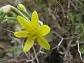 Bongardia chrysogonum • علف کبکی