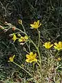 Bongardia chrysogonum • علف کبکی