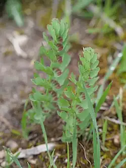 Bongardia chrysogonum • علف کبکی