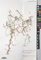 Calligonum denticulatum • اسکنبیل یزدی