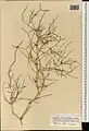Calligonum amoenum • اسکنبیل زیبا