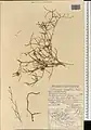 Calligonum amoenum • اسکنبیل زیبا