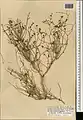 Calligonum amoenum • اسکنبیل زیبا