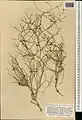 Calligonum amoenum • اسکنبیل زیبا