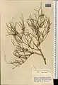Calligonum amoenum • اسکنبیل زیبا