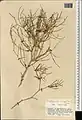 Calligonum amoenum • اسکنبیل زیبا
