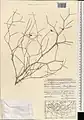 Calligonum amoenum • اسکنبیل زیبا
