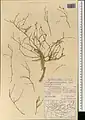 Calligonum amoenum • اسکنبیل زیبا