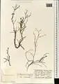 Calligonum amoenum • اسکنبیل زیبا