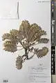 Arnebia linearifolia • گل عسلی برگ باریک
