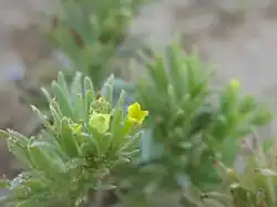 Arnebia linearifolia • گل عسلی برگ باریک