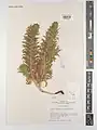 Arnebia linearifolia • گل عسلی برگ باریک