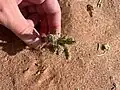 Arnebia hispidissima • گل عسلی زبر