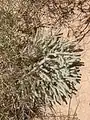 Arnebia hispidissima • گل عسلی زبر