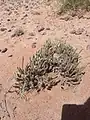 Arnebia hispidissima • گل عسلی زبر