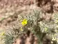 Arnebia hispidissima • گل عسلی زبر