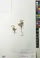 Arnebia fimbriopetala • گل عسلی طناز