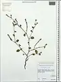 Heliotropium ellipticum • آفتابپرست ترکمنستانی