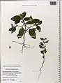 Heliotropium ellipticum • آفتابپرست ترکمنستانی
