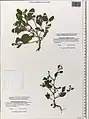 Heliotropium ellipticum • آفتابپرست ترکمنستانی