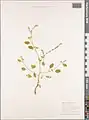 Heliotropium ellipticum • آفتابپرست ترکمنستانی