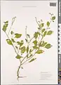 Heliotropium ellipticum • آفتابپرست ترکمنستانی