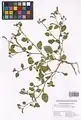 Heliotropium ellipticum • آفتابپرست ترکمنستانی