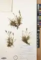 Acantholimon pulchellum • کلاهمیرحسن طناز