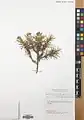 Acantholimon pulchellum • کلاهمیرحسن طناز