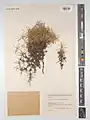 Acantholimon blakelockii • کلاهمیرحسن عراقی