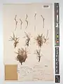 Acantholimon blakelockii • کلاهمیرحسن عراقی