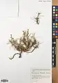 Acantholimon blakelockii • کلاهمیرحسن عراقی