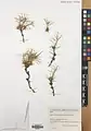 Acantholimon blakelockii • کلاهمیرحسن عراقی