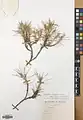 Acantholimon blakelockii • کلاهمیرحسن عراقی