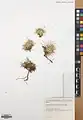 Acantholimon blakelockii • کلاهمیرحسن عراقی