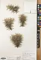 Acantholimon oliganthum • کلاه‌میرحسن کم‌گل