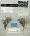 Acantholimon oliganthum • کلاه‌میرحسن کم‌گل