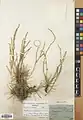 Acantholimon asphodelinum • کلاه‌میرحسن کوه‌بمو