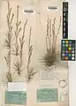 Acantholimon asphodelinum • کلاه‌میرحسن کوه‌بمو
