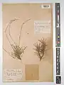 Acantholimon aristulatum • کلاه‌میرحسن سیخک‌دار
